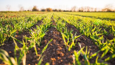 Is Artificial Intelligence the Future of Farming in Sub-Saharan Africa?