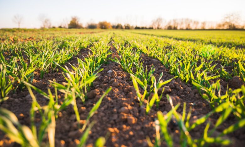 Is Artificial Intelligence the Future of Farming in Sub-Saharan Africa?