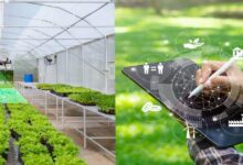 7 Game-Changing Ways AI-Powered Produce Sorting Will Transform Post-Harvest Farming in 2026