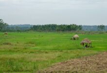 Tech-Driven Farming in Rural Zimbabwe