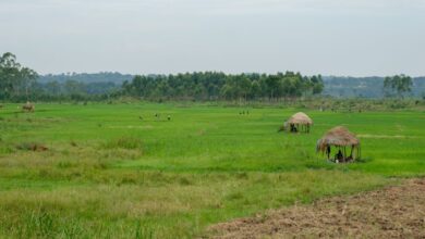 Tech-Driven Farming in Rural Zimbabwe