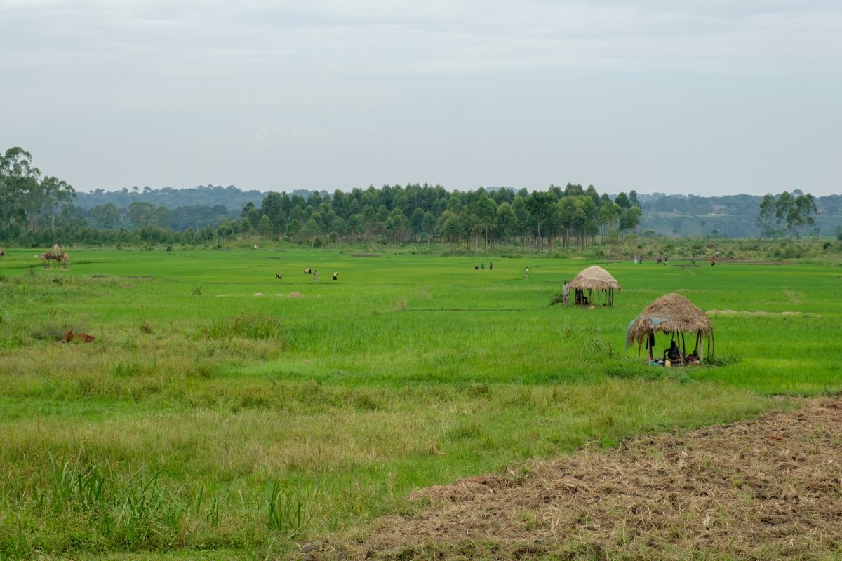 Tech-Driven Farming in Rural Zimbabwe