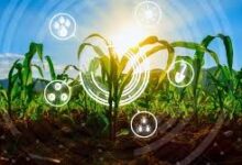 urban farming in Southern Africa