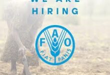 FAO Job