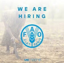 FAO Job